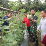 Kolaborasi Kodim 1418/Mamuju Dengan Petani Milenial, Dandim 1418/Mamuju Tinjau Tanaman Tumpang Sari di Sampaga