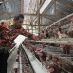Sebagai Penyangga IKN, Pj Bahtiar Dorong Peternak Tingkatkan Produksi Telur di Sulbar 