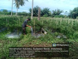 Babinsa 1418-03/Kalukku Rawat Tanaman Cabai dan Ikan Nila Dukung Ketahanan Pangan Nasional