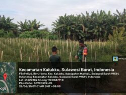 Dukung Ketahanan Pangan, Babinsa Koramil 1418-03/Kalukku Rawat Tanaman Cabai dan Ternak Sapi di Lahan Korem
