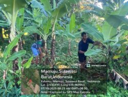 Dukung Swasembada Pangan, Koramil 1418-03/Kalukku Olah Lahan Korem Jadi Sentra Pisang dan Ayam Potong