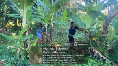 Dukung Swasembada Pangan, Koramil 1418-03/Kalukku Olah Lahan Korem Jadi Sentra Pisang dan Ayam Potong